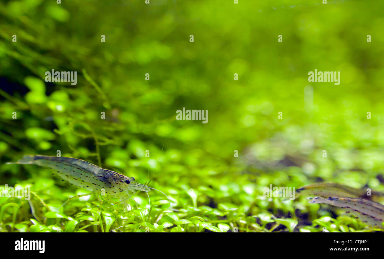 Gamberetti mangiare alghe su glossostigma elatinoides Foto Stock