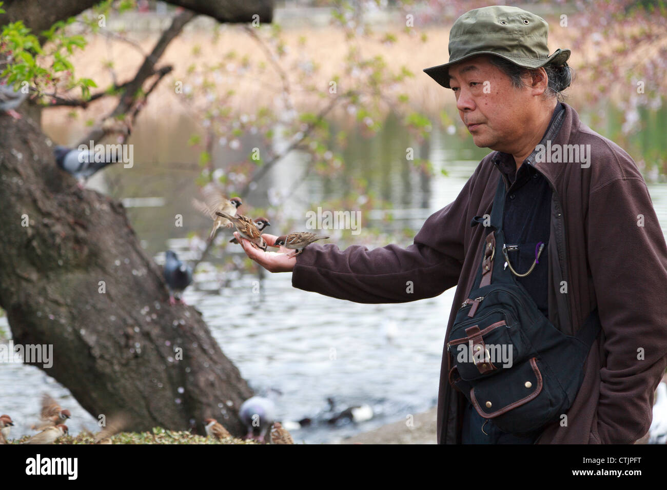 L'uomo alimentazione di uccelli a Shinobazu Pond, il parco Ueno, Tokyo, Giappone Foto Stock