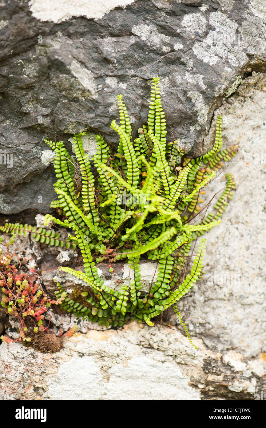 Maiden-capelli Spleenwort, Asplenium trichomanes Foto Stock