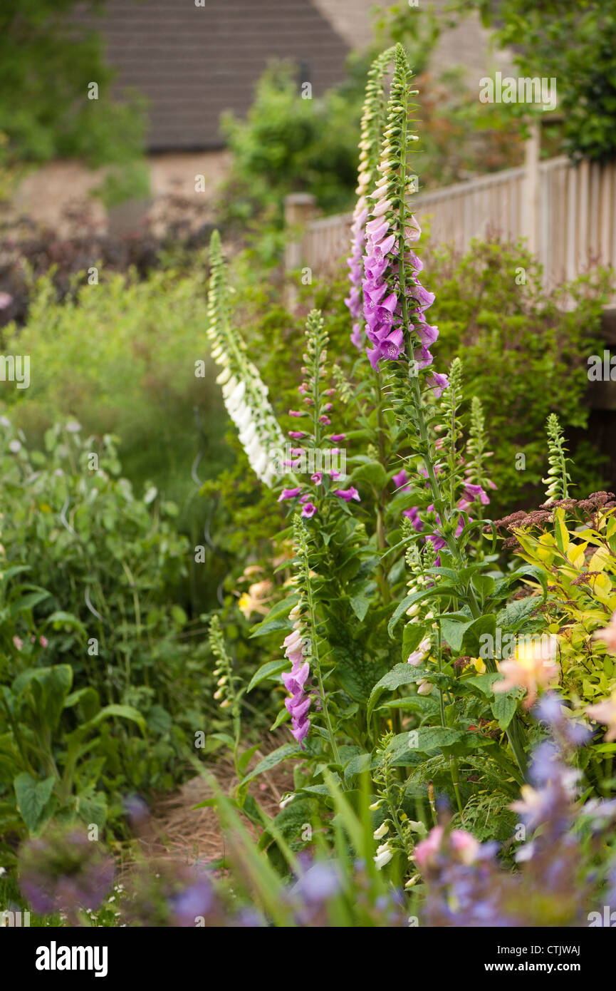 Foxgloves, Digitalis purpurea, in un giardino cottage Foto Stock