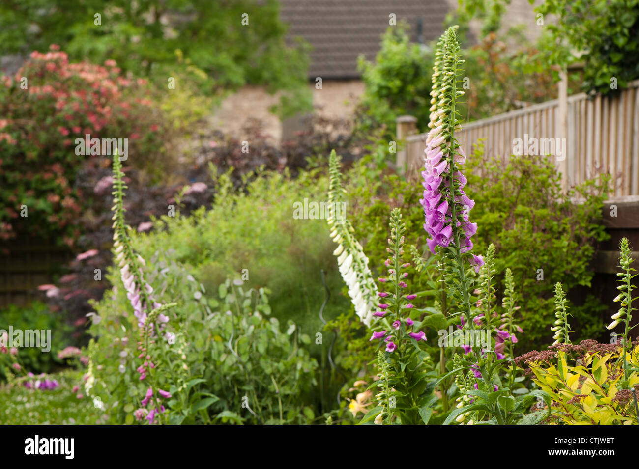 Foxgloves, Digitalis purpurea, in un giardino cottage Foto Stock