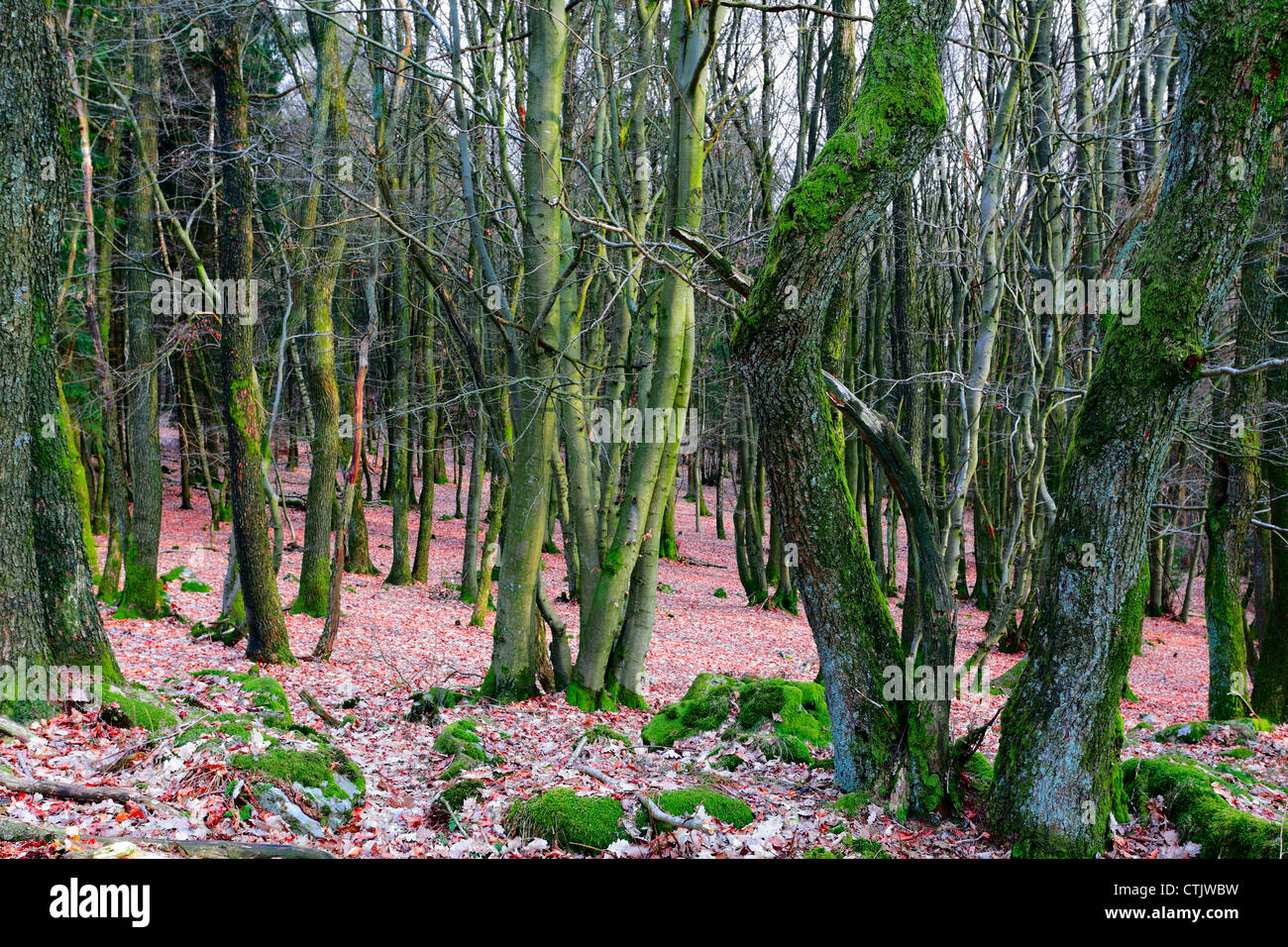 Bech densa e la foresta di querce mit molto moss in primavera, nei pressi di Prüm, Renania-Palatinato, Germania. Foto Stock