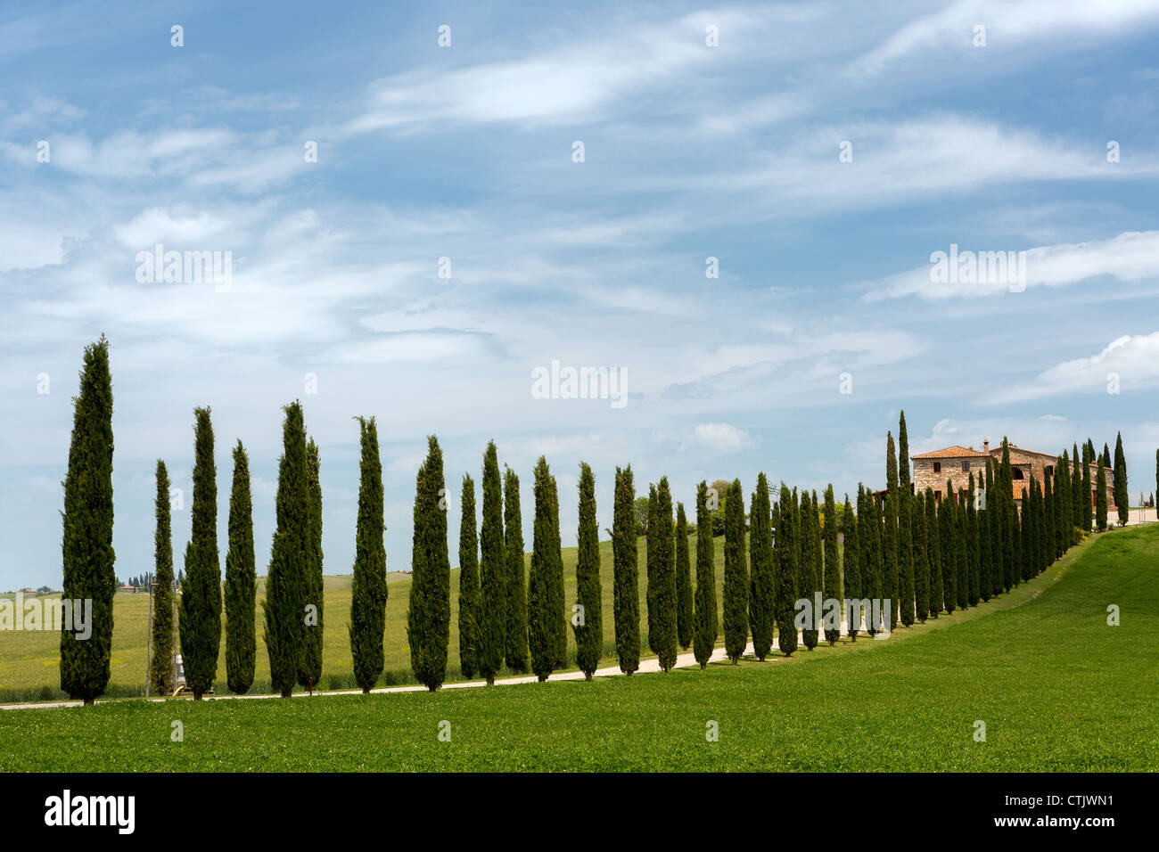 Cipressi in piedi lungo una corsia a una villa Toscana nei pressi di San Quirico d'Orcia Foto Stock