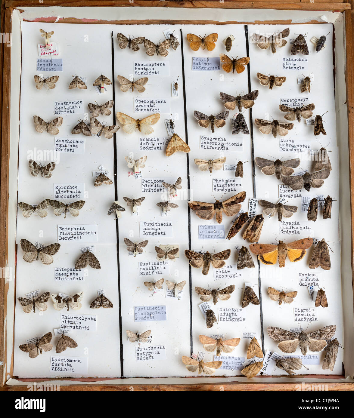 Incorniciati collezione di insetti, Islanda Foto Stock