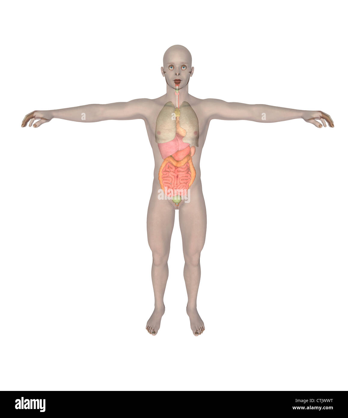 Umano vetroso con organi Foto Stock