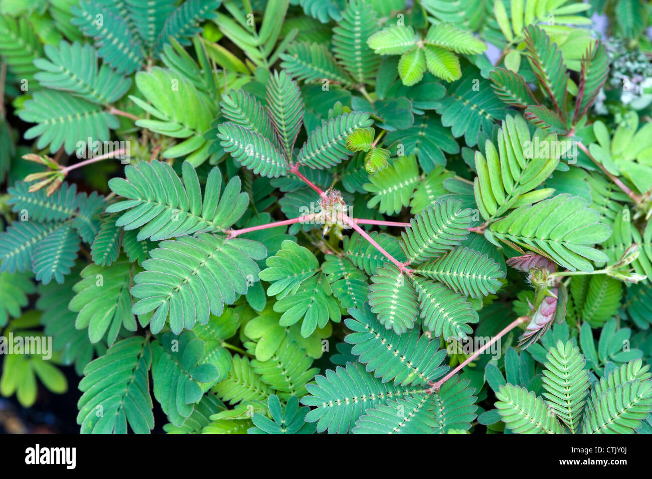 La mimosa pudica pianta sensibile Foto Stock