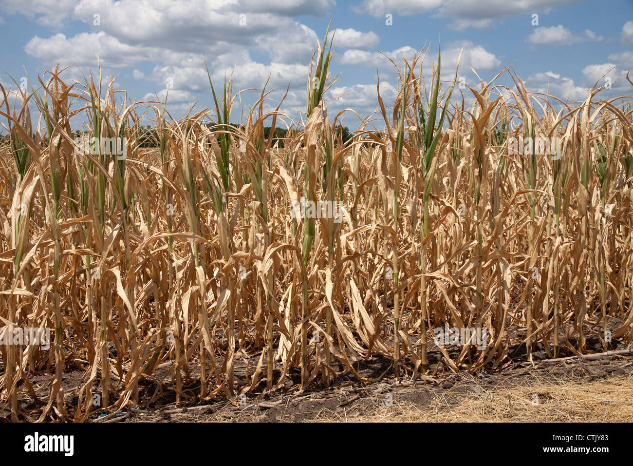 Il raccolto di mais che soffrono di condizioni di siccità Indiana America 2012 Foto Stock