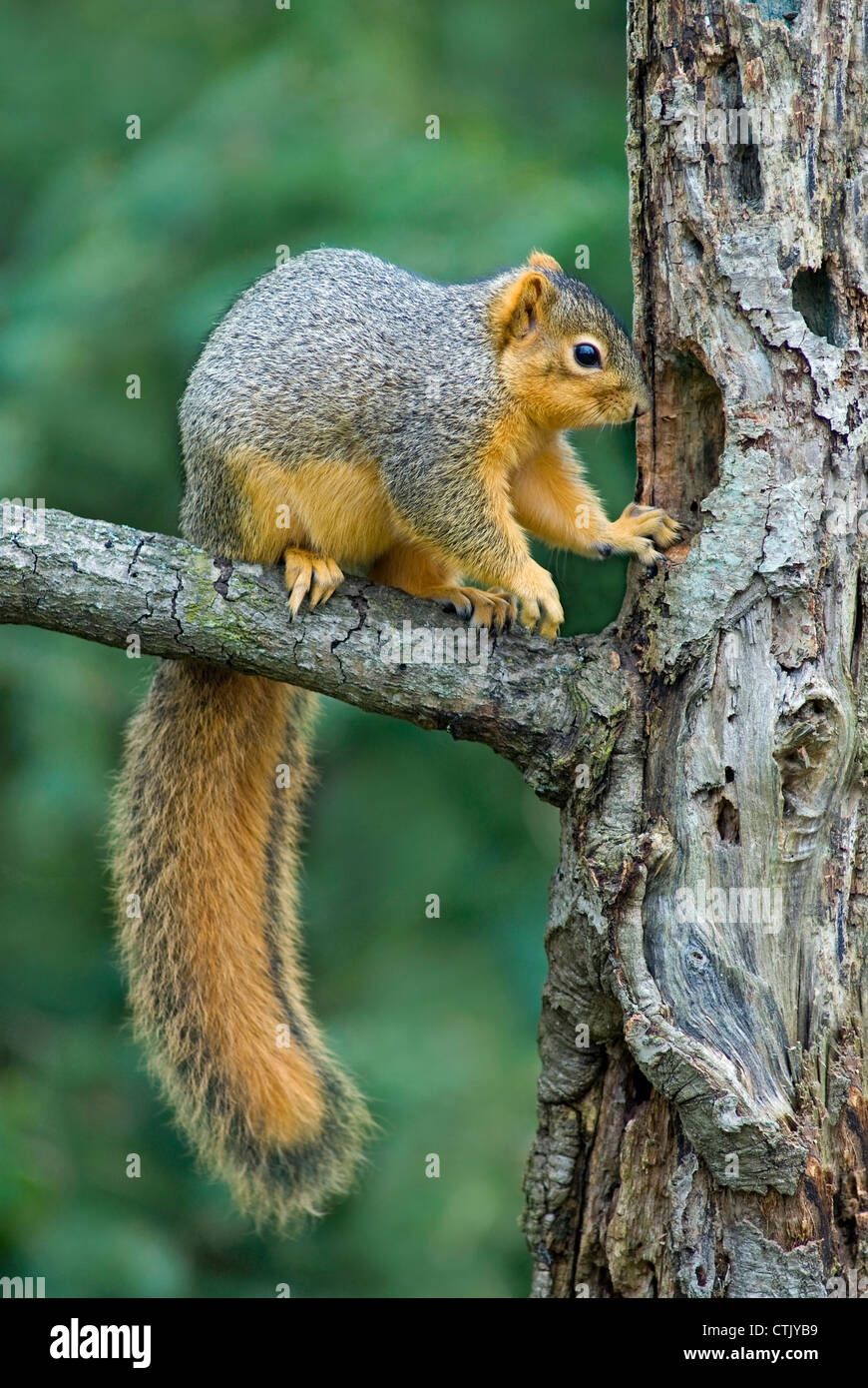 Eastern Fox Squirrel Sciurus niger all'ingresso di den e USA, di Skip Moody/Dembinsky Photo Assoc Foto Stock