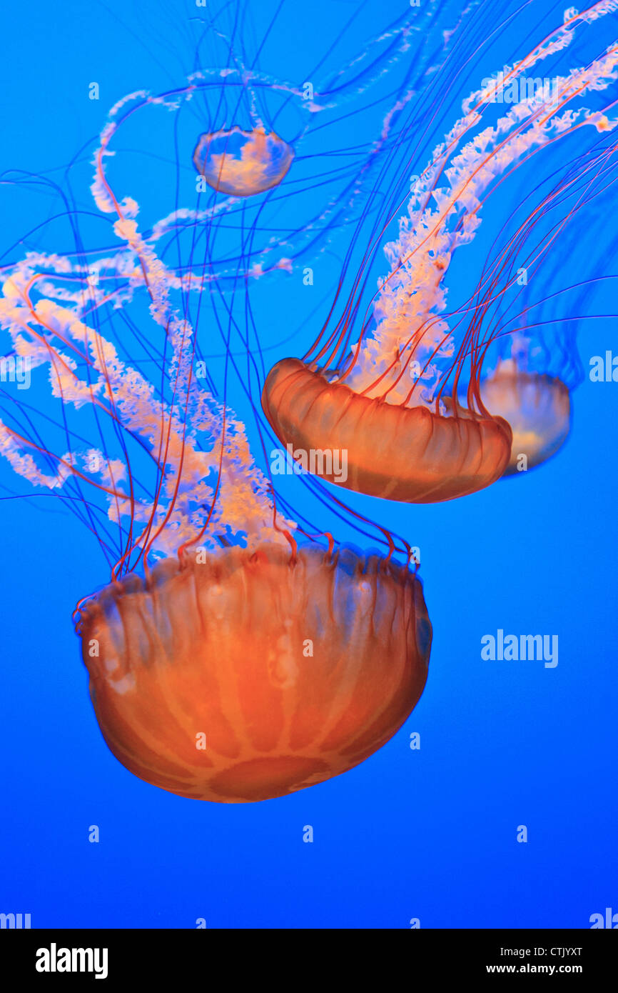 Mare di ortiche (Chrysaora Fuscescens) a Monterey Bay Aquarium Display; Monterey, California, Stati Uniti d'America Foto Stock