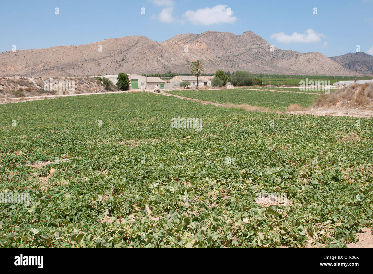 Melon fattoria vicino alla Torre Pacheco nella regione di Murcia Spagna meridionale Foto Stock