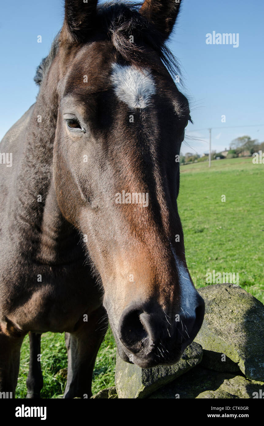 Una bella giornata autunnale vicino Rombalds moor con un cavallo che vogliono essere cordiale Foto Stock