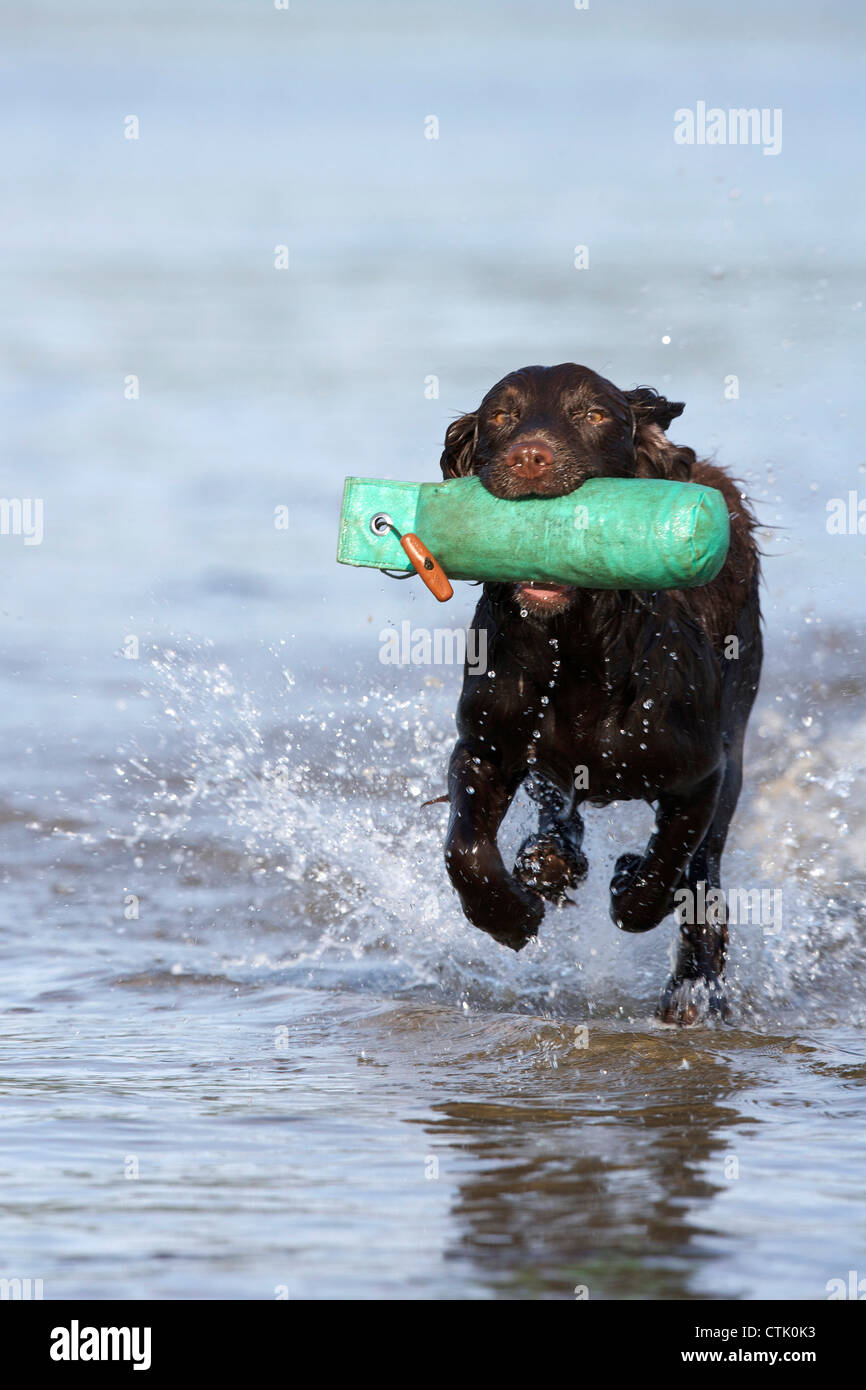 Cocker Spaniel il recupero di un manichino da acqua Foto Stock