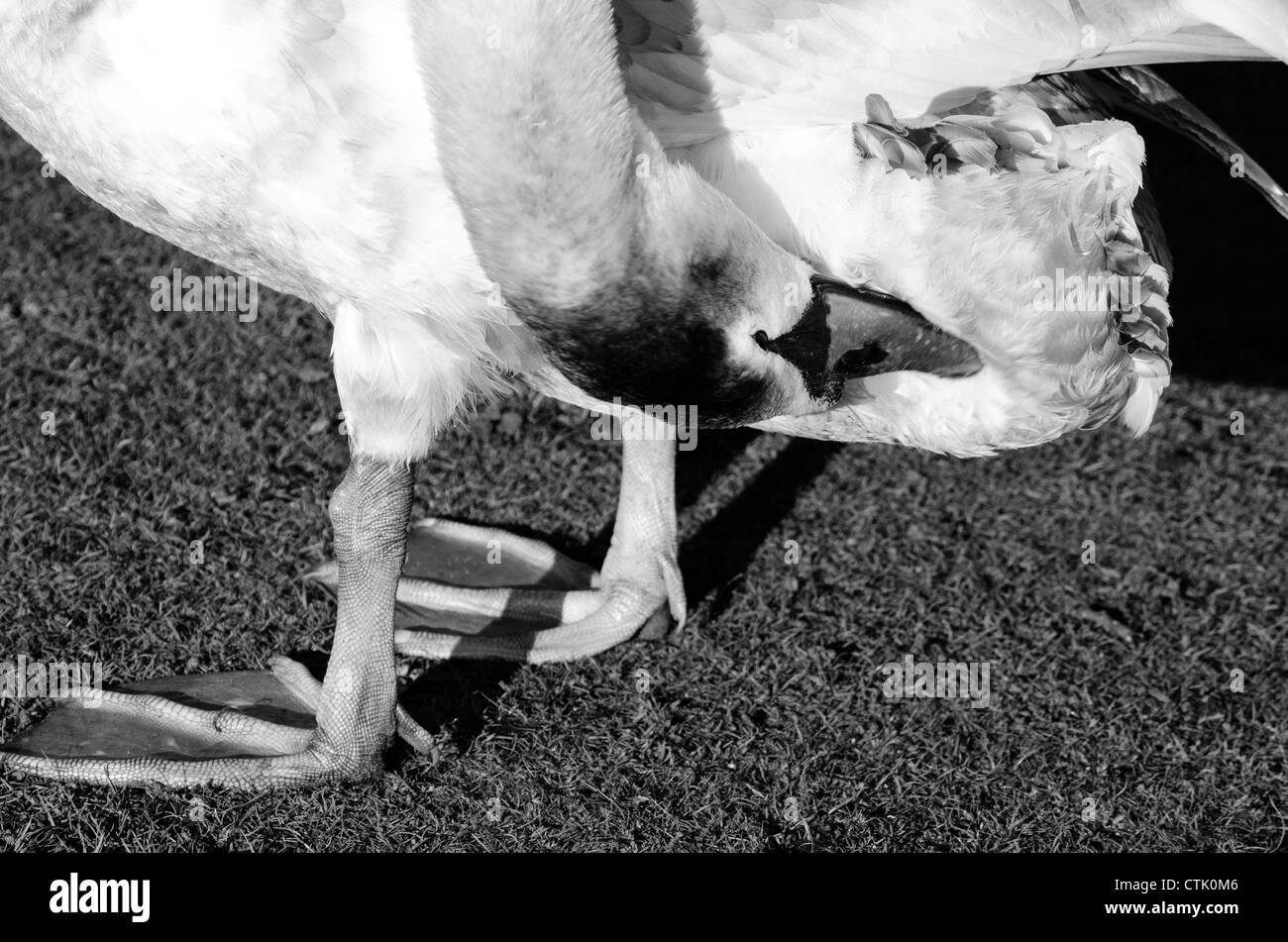 Una giovane e bella cigno fino vicino preening in bianco e nero Foto Stock Una giovane e bella cigno fino vicino preening in bianco e nero Foto Stock