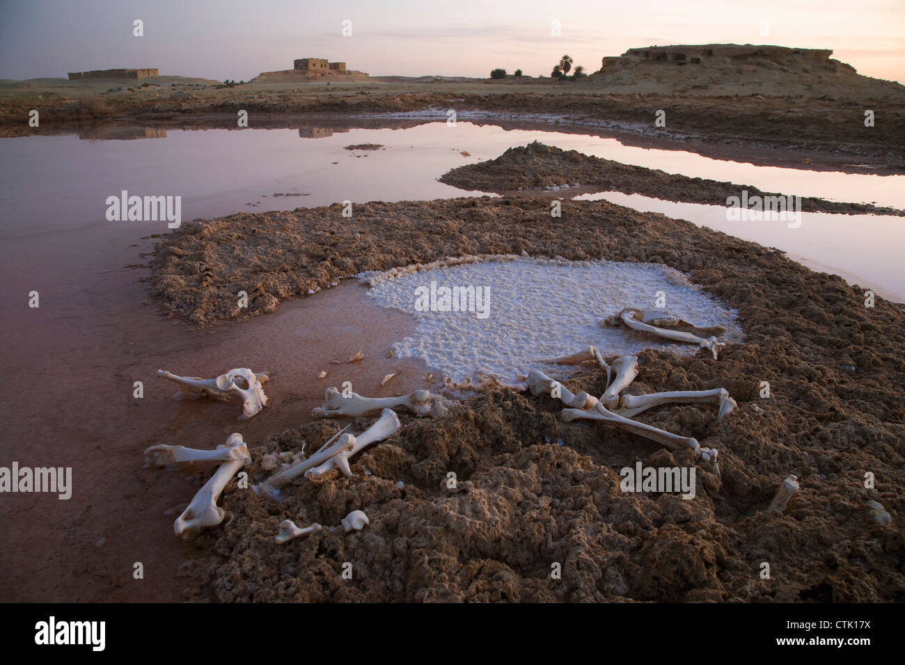 Le ossa di animali e essiccato dei depositi di sale nella periferia di Siwa presso l'Oasi di Siwa; Siwa, Egitto Foto Stock