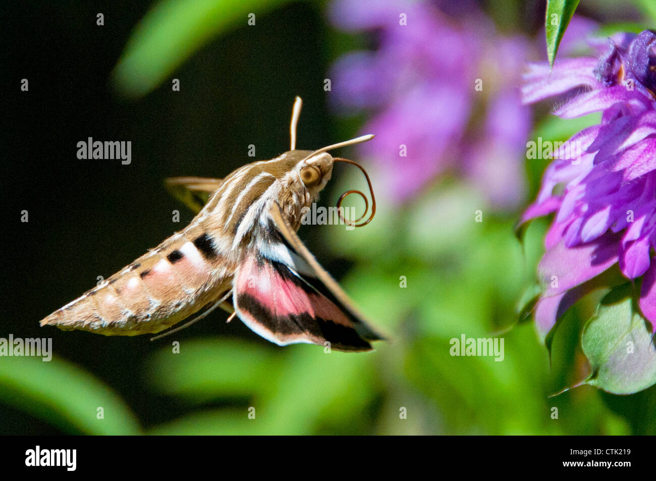 Hummingbird hawk moth Foto Stock
