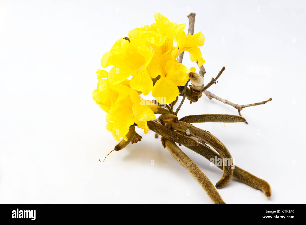 (Tabebuia chrysotricha) Golden Tree a campana a fiori e baccelli di semi su sfondo bianco Foto Stock