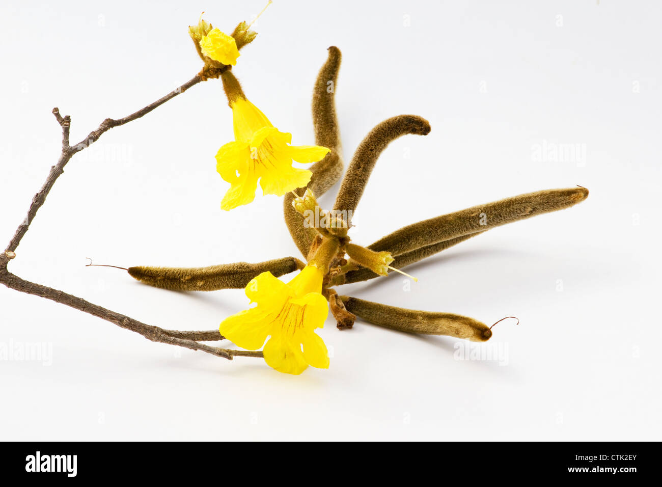 (Tabebuia chrysotricha) Golden Tree a campana a fiori e baccelli di semi su sfondo bianco Foto Stock