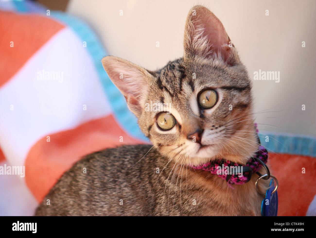 Gattino trovato abbandonare in un Arroyo Foto Stock