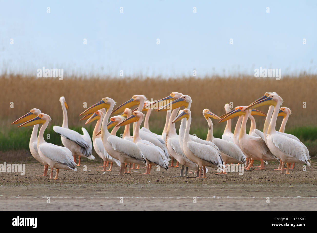 Pellicani nel Delta del Danubio Foto Stock