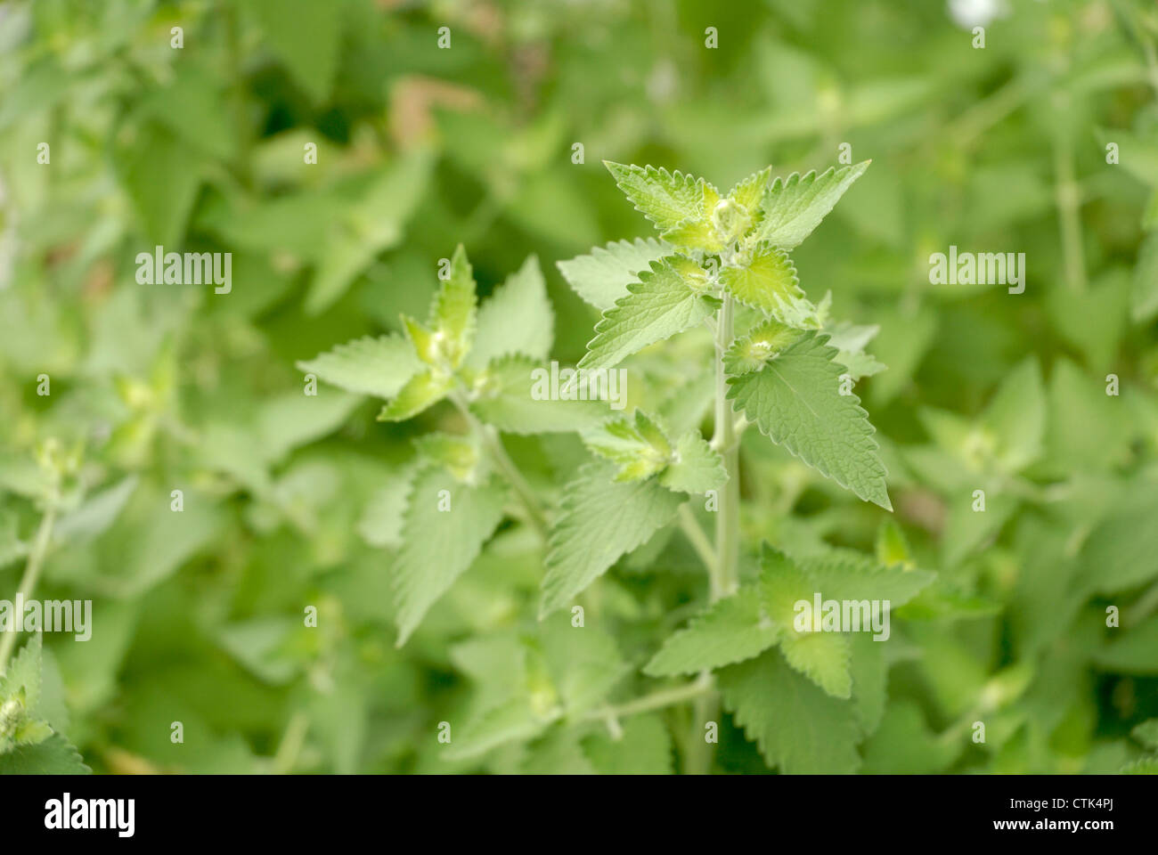 Nuovo impianto di erba gatta che crescono in un giardino. Messa a fuoco selettiva attira l' attenzione in particolare su un ramo dell'impianto. Foto Stock