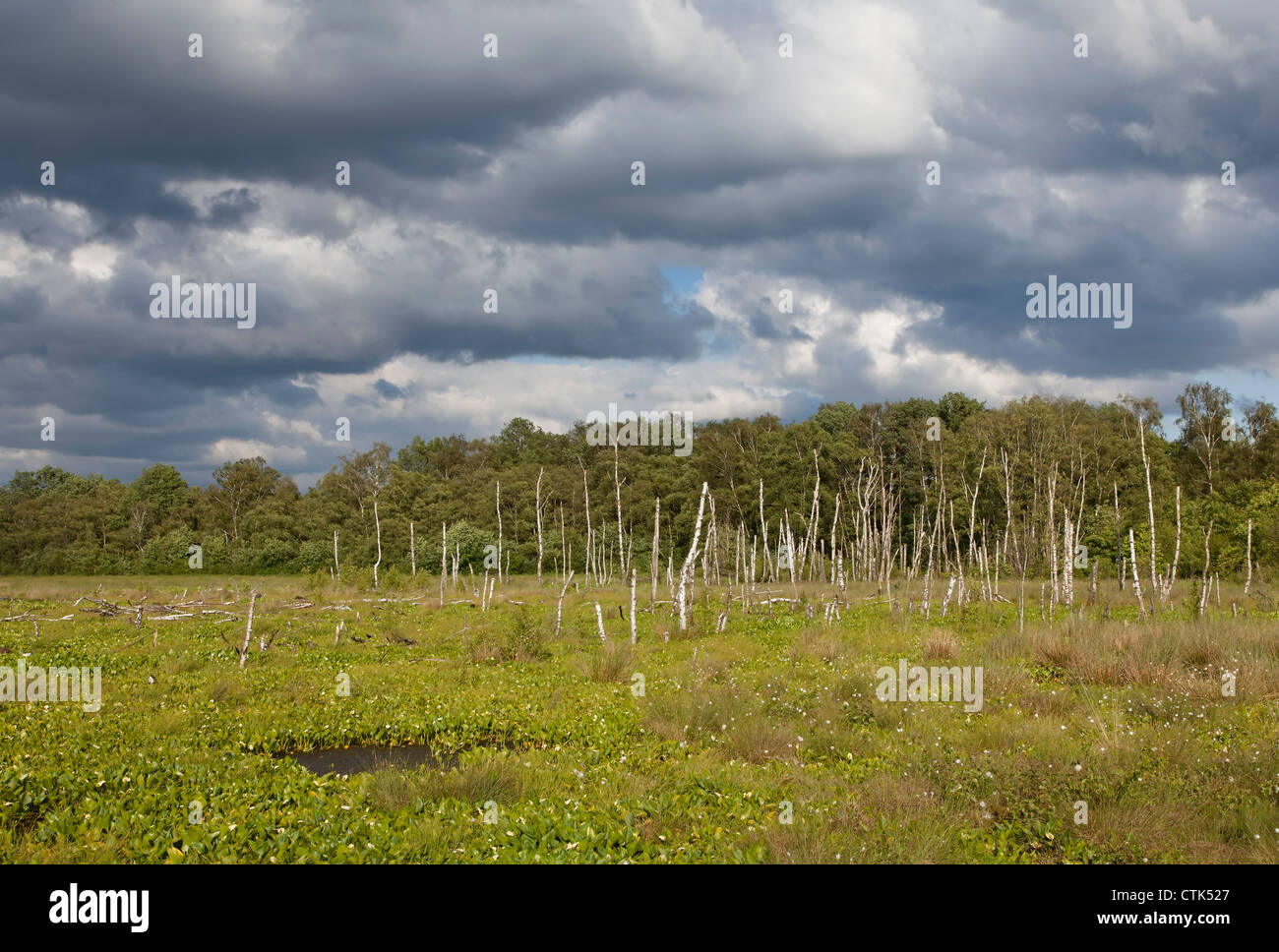 Rinaurata moor, Germania, Europa Foto Stock