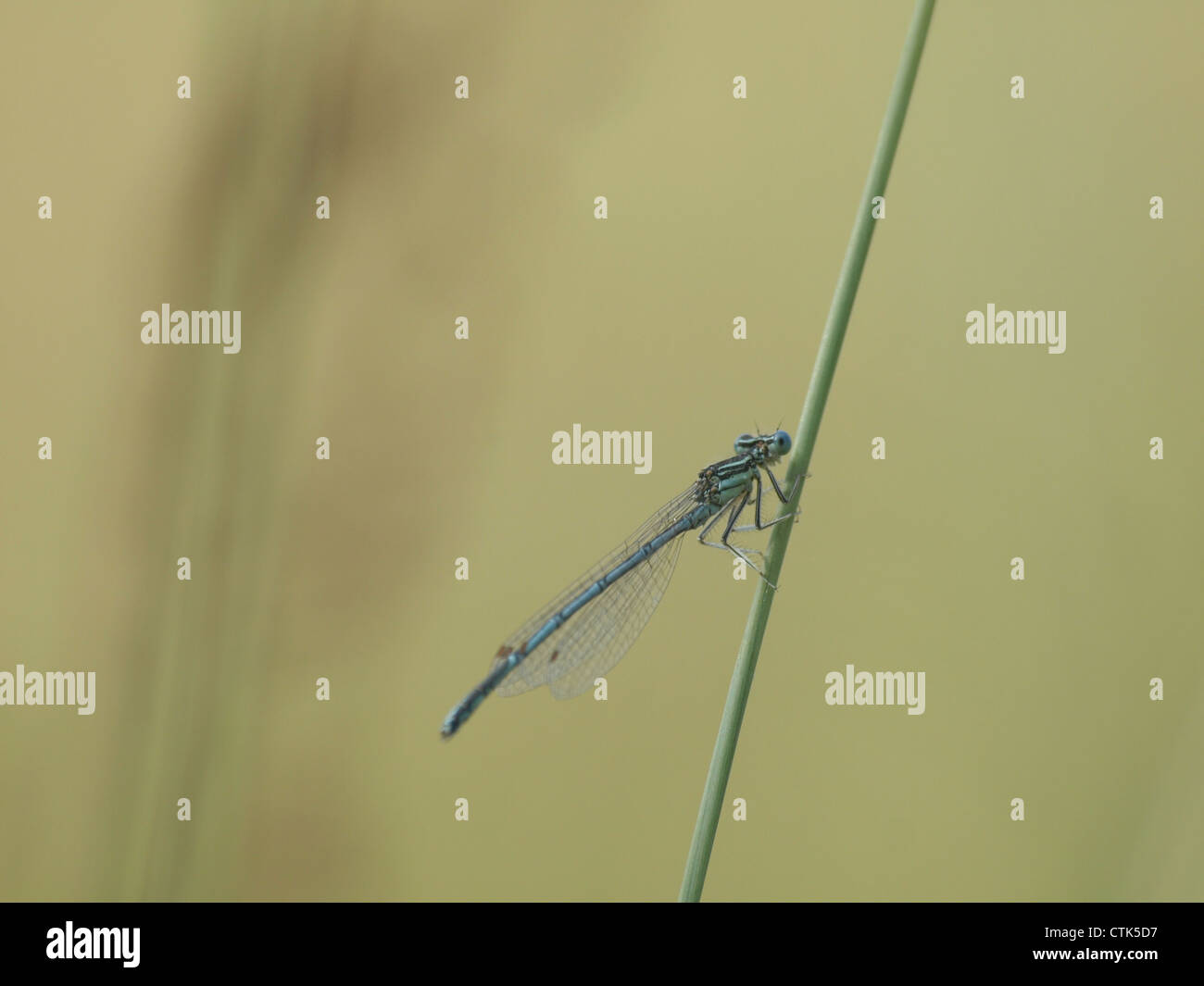 White-gambe, damselfly blue featherleg maschio / Platycnemis pennipes / Blaue Federlibelle, Gemeine Federlibelle Männchen Foto Stock