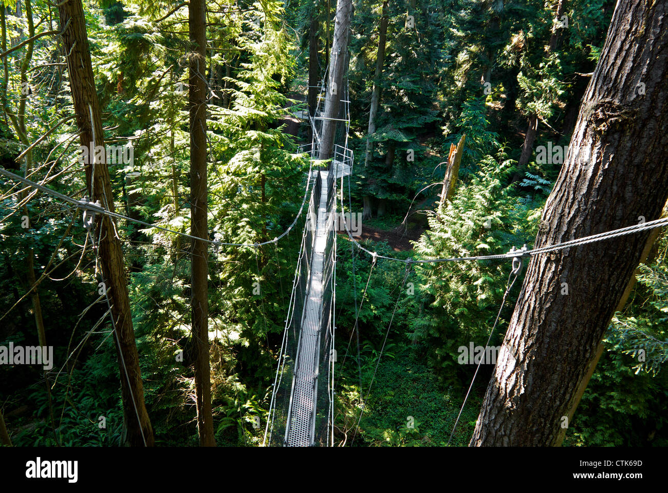 Cavo supportato antenna sospesa tree pontile UBC Giardino Botanico Vancouver BC Foto Stock