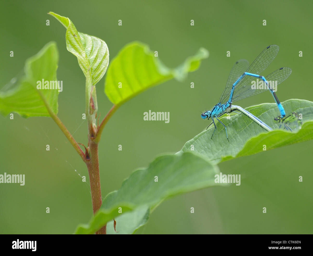 Azure Damselfly coniugata da maschio e femmina / Coenagrion puella / Hufeisen-Azurjungfer Paarung von Männchen und Weibchen Foto Stock