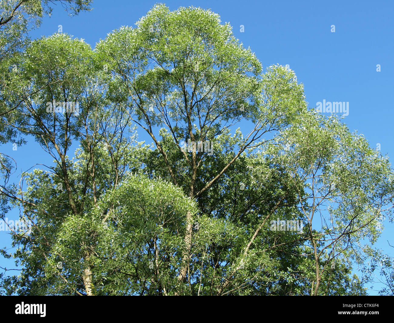 Tree Top e cielo blu Foto Stock