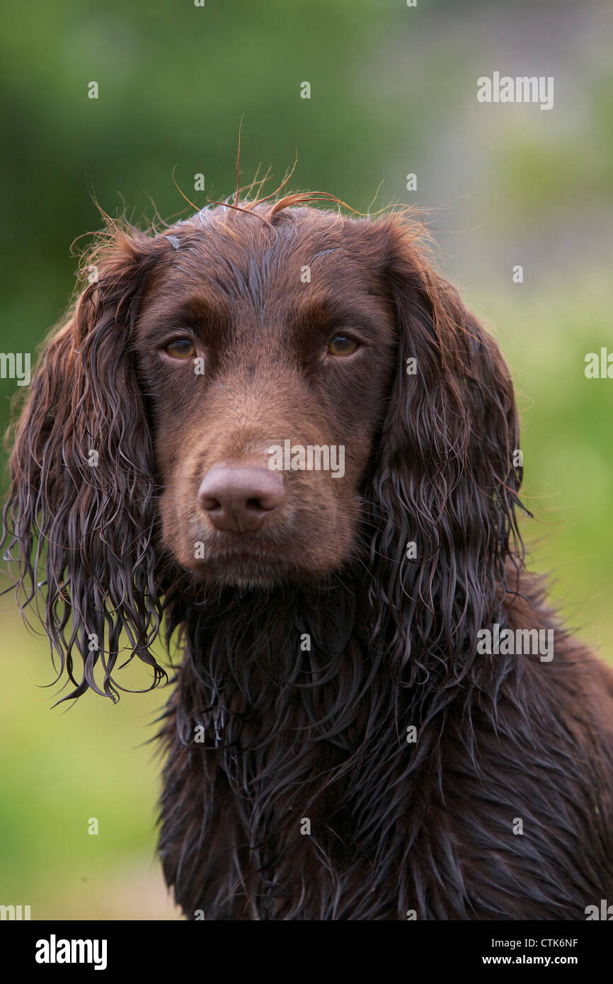 Testa e la spalla ritratto di un gruppo di lavoro di cocker spaniel Foto Stock
