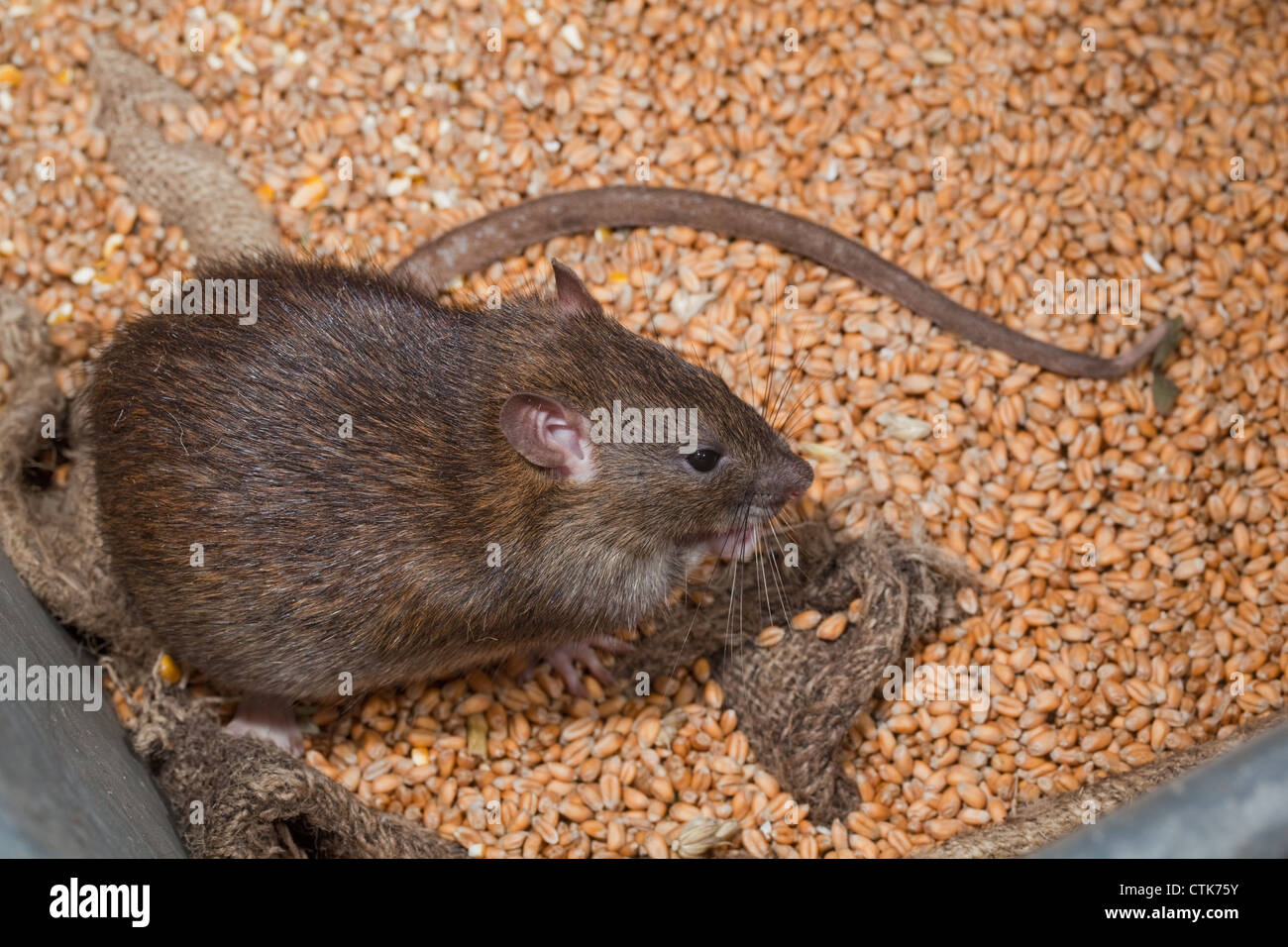 Marrone (Ratto Rattus norvegicus). Vivo tra hessian grano insaccato. Foto Stock