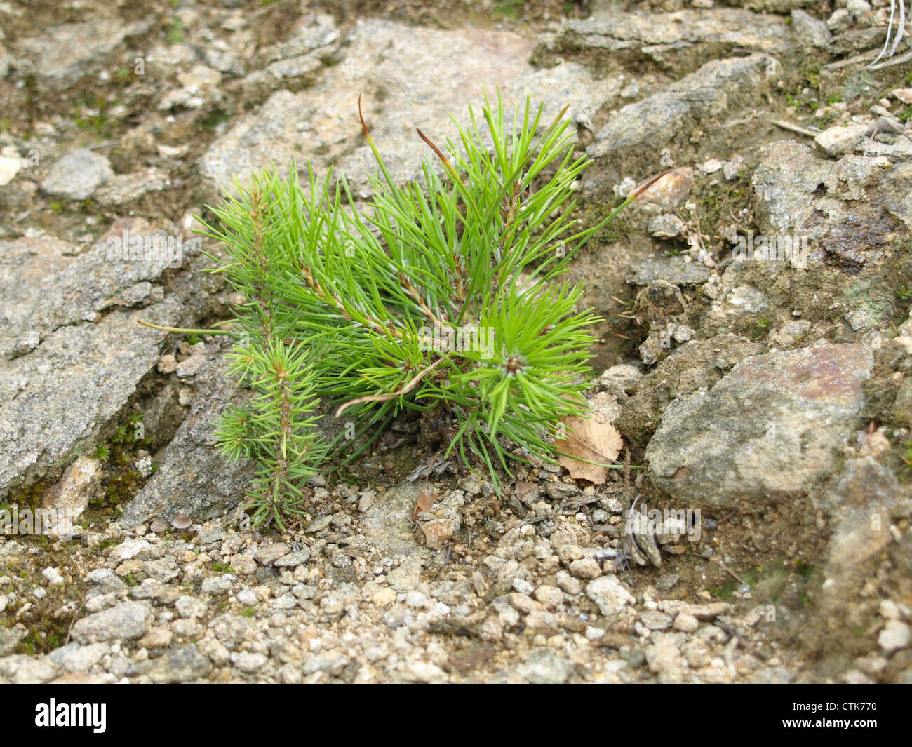 Giovani / pino Pinus / junge Kiefer Foto Stock