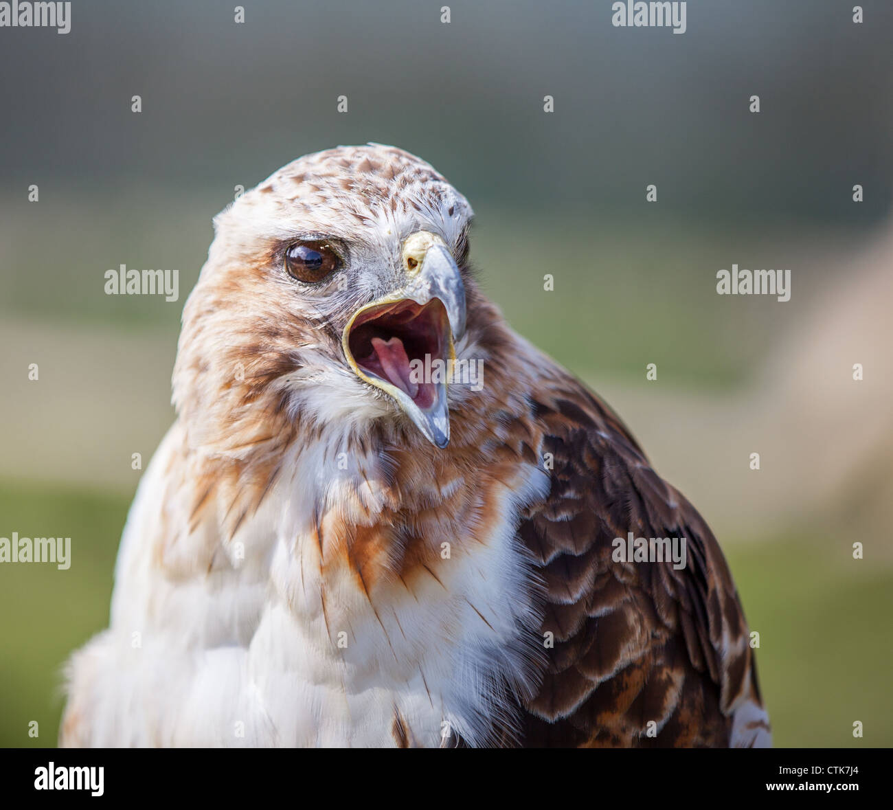 Red tailed hawk con becco aperto squawking Foto Stock