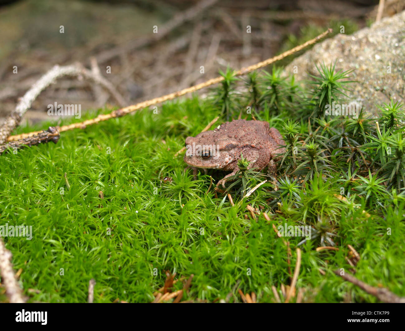 Il rospo comune, europea toad / Bufo bufo-Komplex / Erdkröte Foto Stock