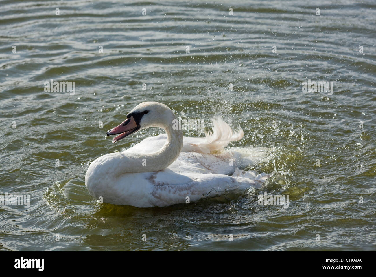 Cigno (Cygnus olor). La balneazione. Gli uccelli immaturi. Wroxham. Norfolk Broads. Foto Stock