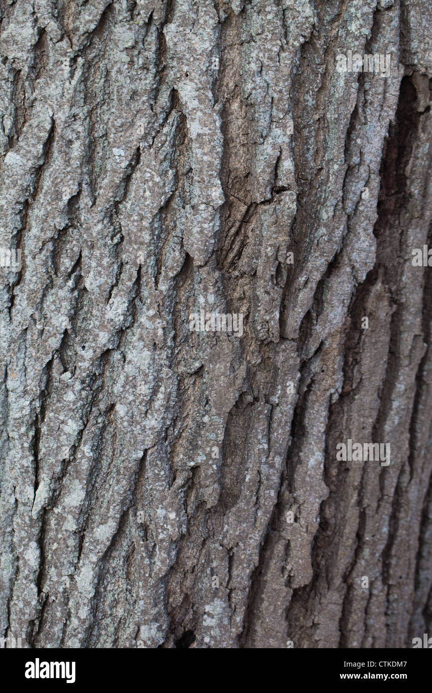Cenere (Fraxinus excelsior). La corteccia del tronco di un albero maturo. Foto Stock