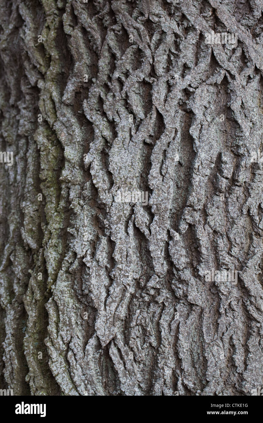 Cenere (Fraxinus excelsior). La corteccia del tronco di un albero maturo. Foto Stock