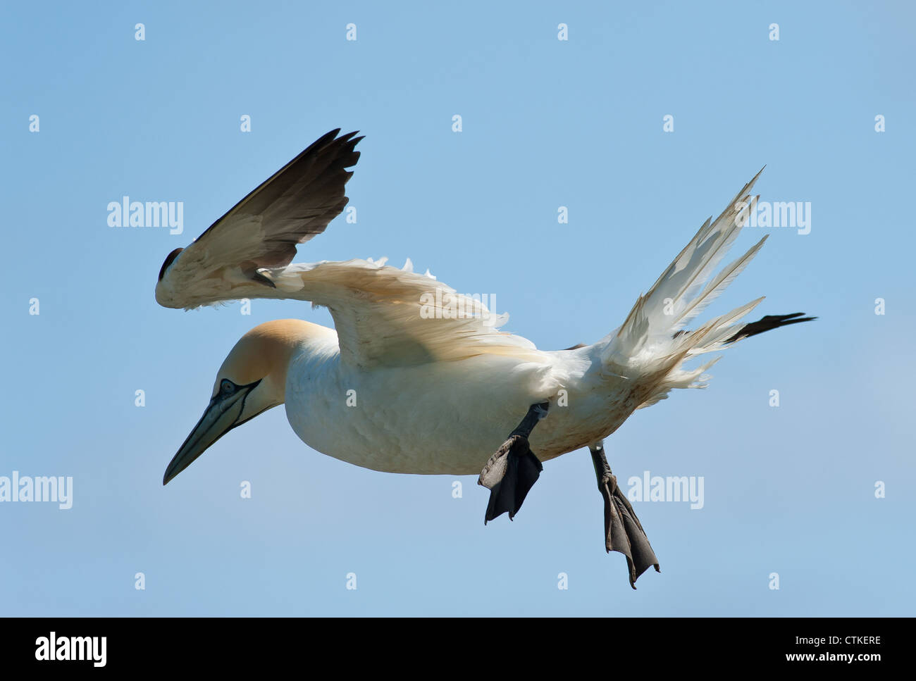 Da qui di seguito una northern gannet (Sula bassana, Morus bassanus) soaring in volo deltaplano volare contro un pallido nebuloso cielo blu. Foto Stock