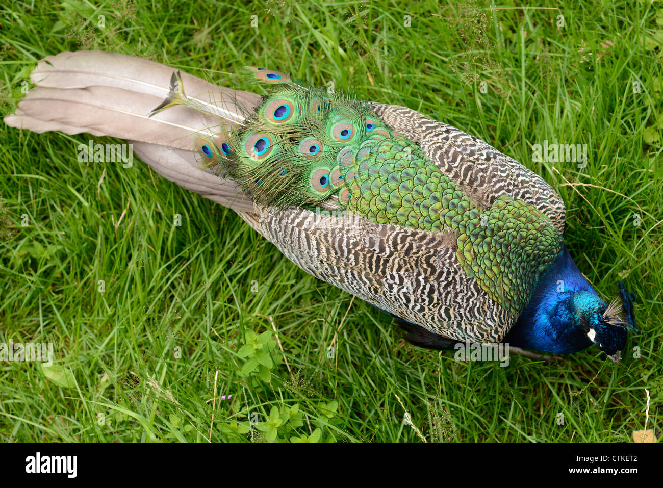 Il peafowl indiano o peafowl blu (Pavo cristatus) è un grande e vivacemente colorato uccello del fagiano famiglia originaria del Sud Foto Stock