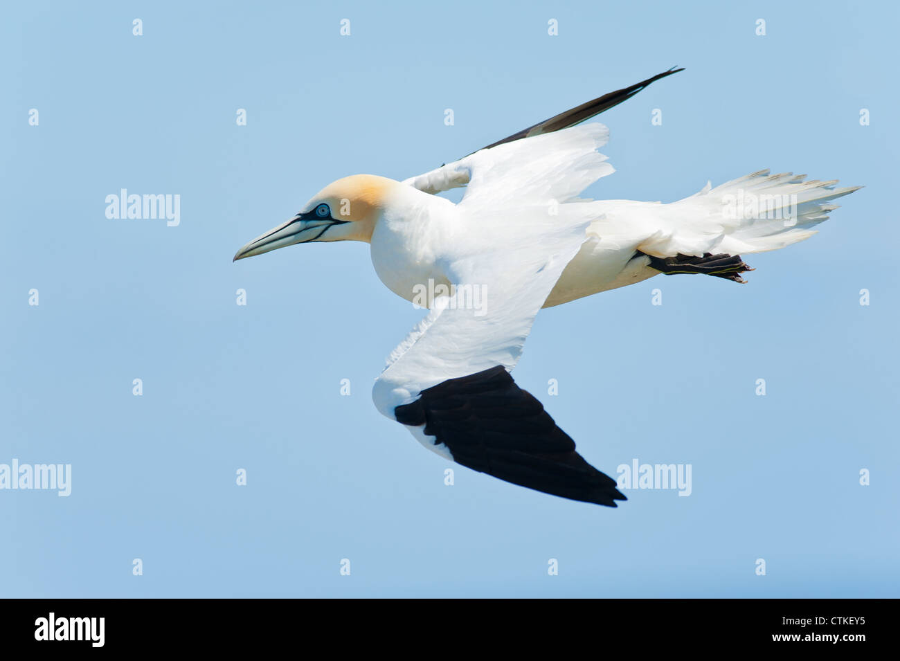 Un northern gannet Morus bassanus Sula bassana graziosamente battenti soaring in volo sopra l'oceano con nebuloso cielo blu dietro. Foto Stock