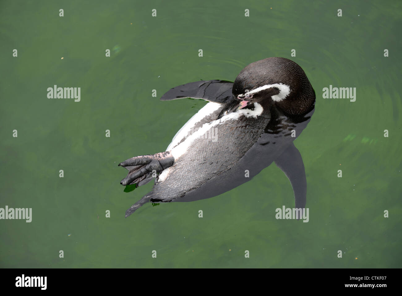 I pinguini (ordine sfenisciformi, famiglia sfeniscidi) sono un gruppo di acquatico Foto Stock