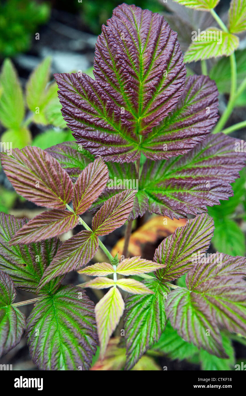 Nuove foglie del Parlamento dewberry Rubus caesius in primo piano Foto Stock