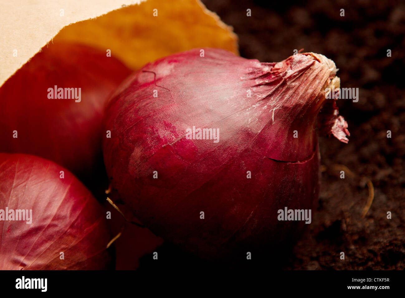 Una manciata di cipolle rosse la fuoriuscita di un sacchetto di carta, su uno sfondo di compost Foto Stock