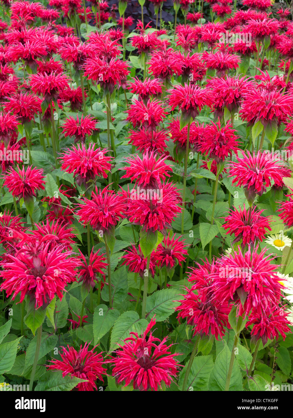 Il bergamotto Monarda didyma erbe coltivate come un giardino ornamentale impianto Foto Stock