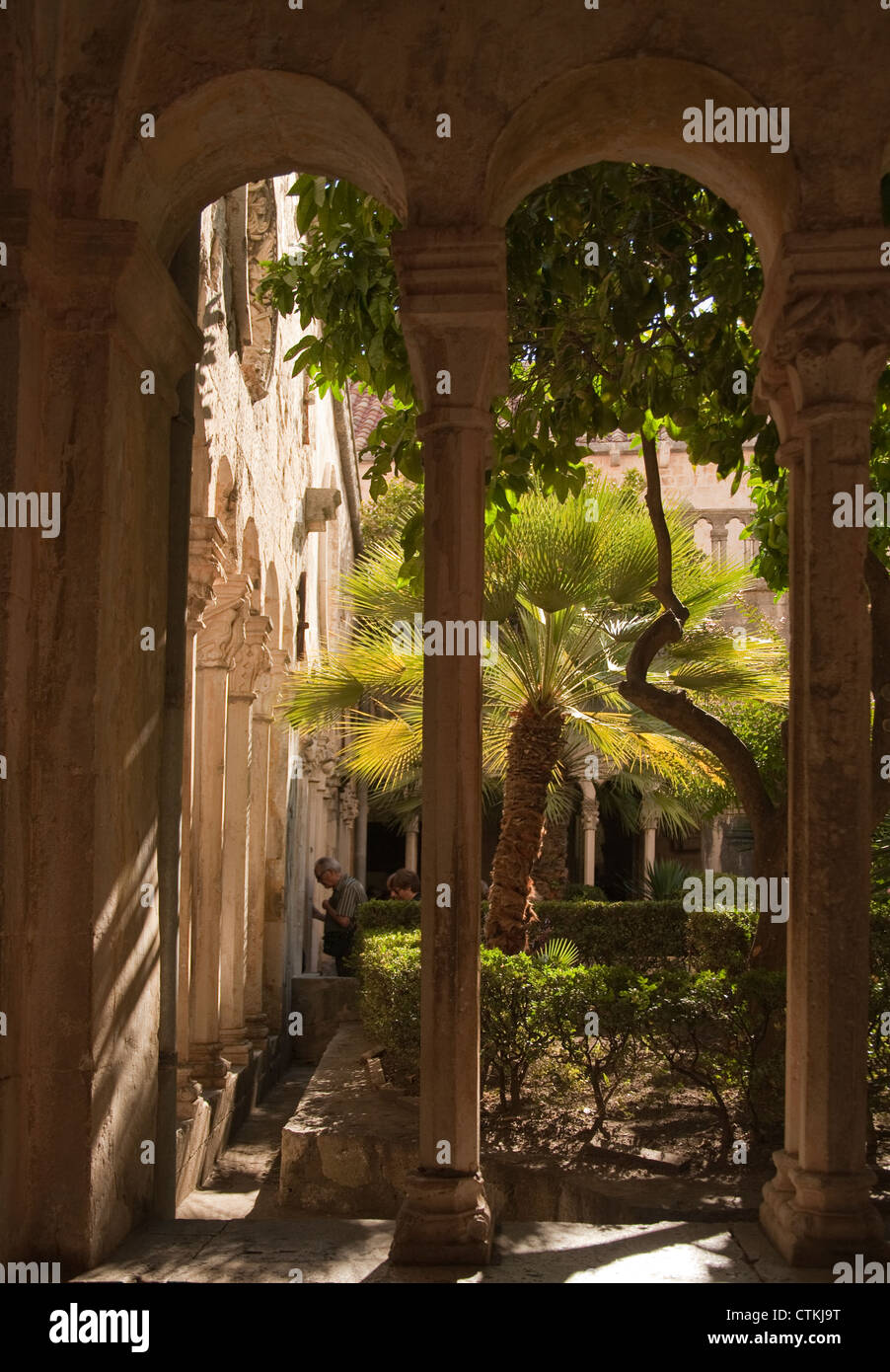 Le palme in un cortile interno a Dubrovnik Croazia Foto Stock