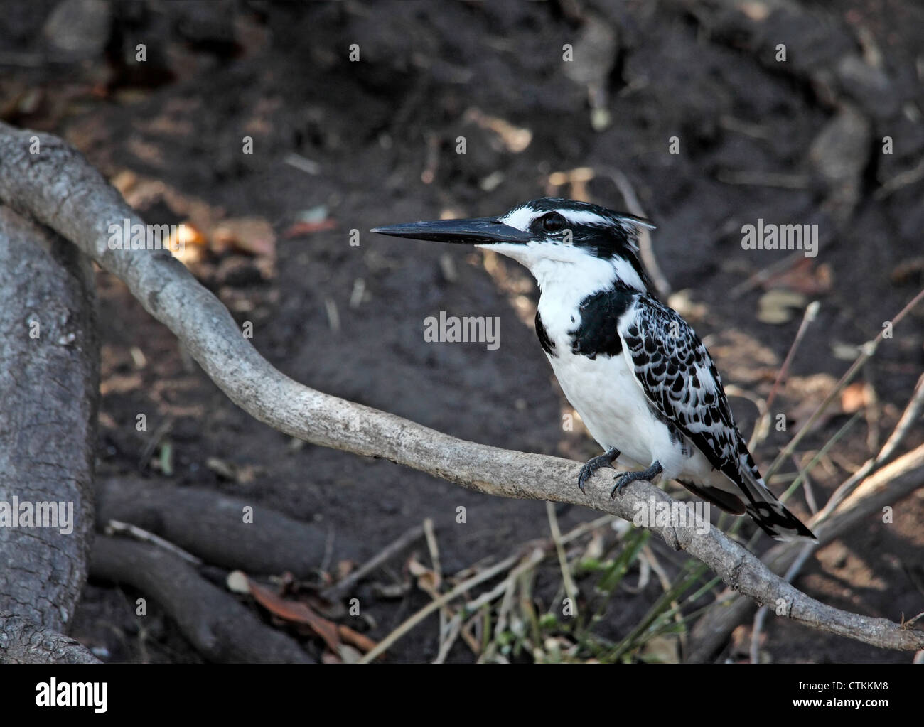 Pied Kingfisher in liwonde parco nazionale del Malawi Foto Stock