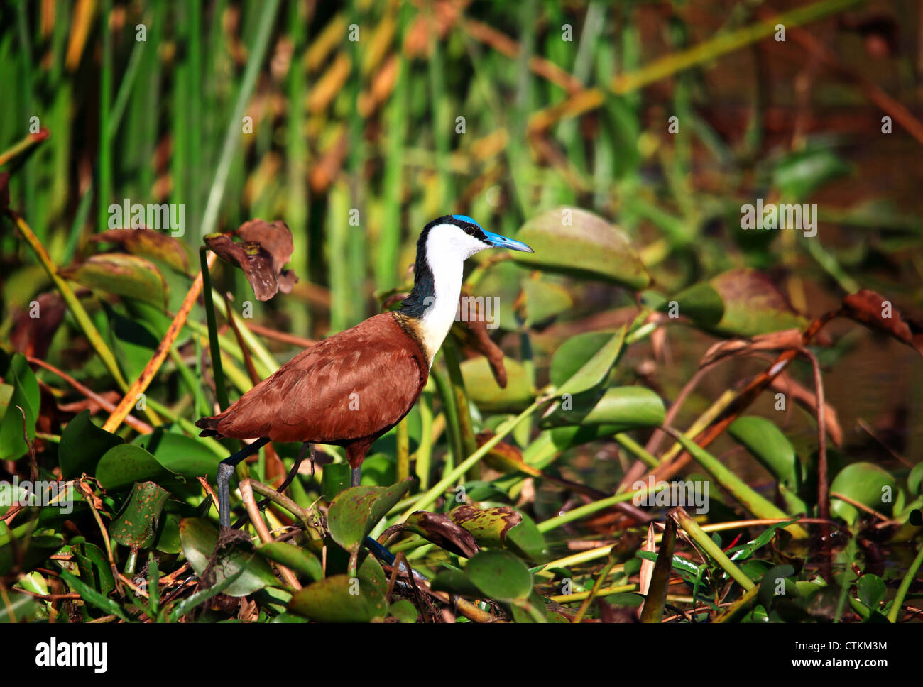 Di uccelli nel parco liwonde malawi Foto Stock