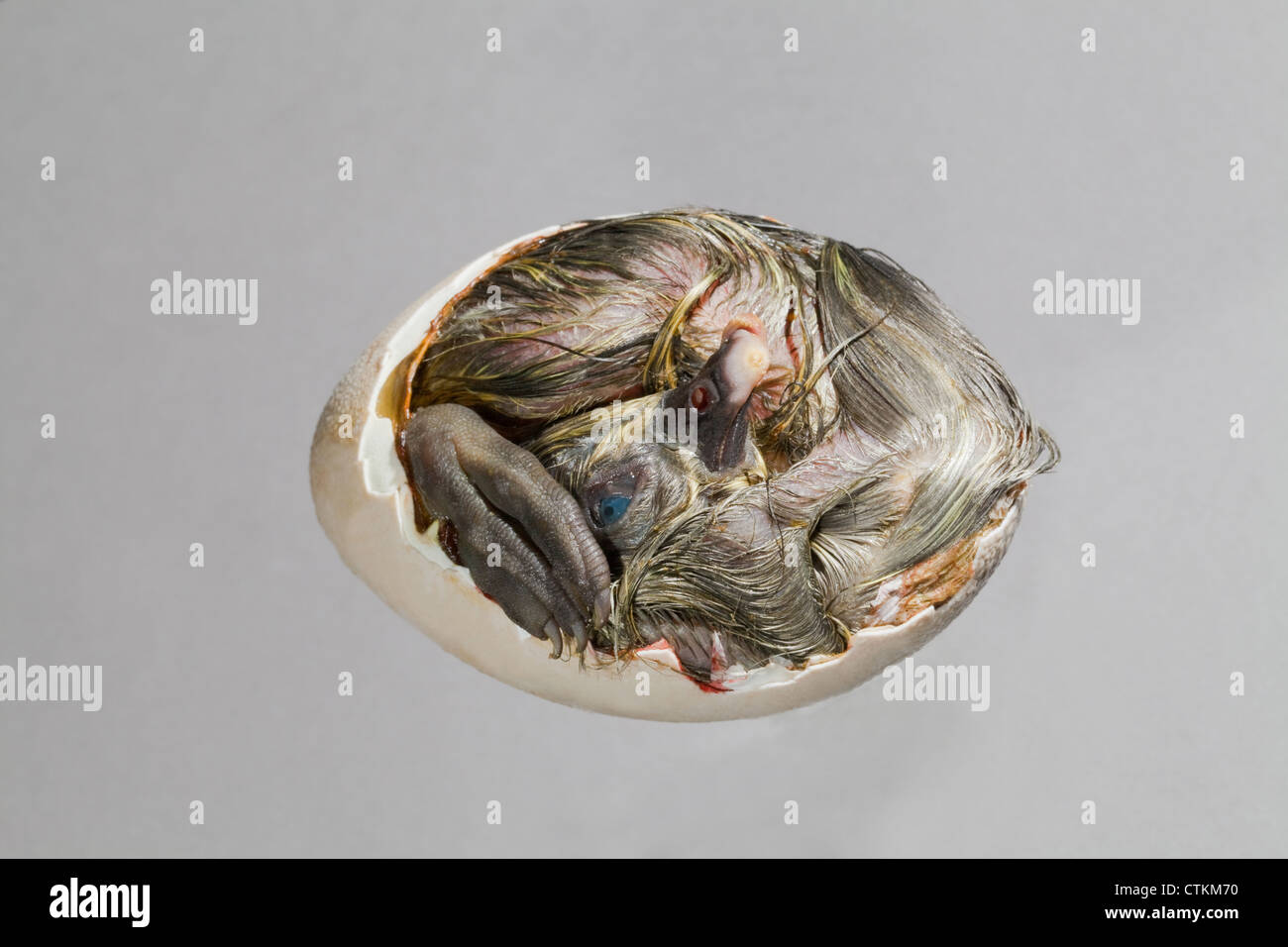 Anatra (Anas platyrhynchos); anatroccolo ancora nel guscio dell'uovo, sezione rimossa. Conosciuta come 'Dead in shell', da aviculturists. Foto Stock