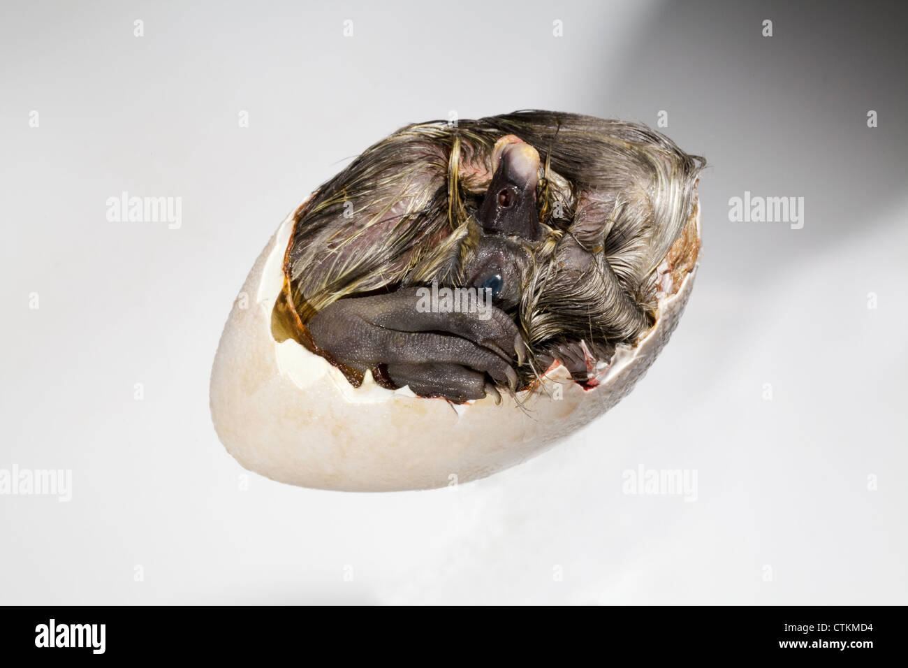 Anatra (Anas platyrhynchos); anatroccolo ancora nel guscio dell'uovo, sezione rimossa. Conosciuta come 'Dead in shell', da aviculturists. Foto Stock