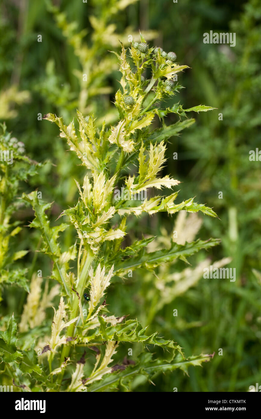 Thistle (Cirsium arvense). Giallo scolorito lascia evidenza di recente erbicida diretto di spruzzatura o di vento. Foto Stock